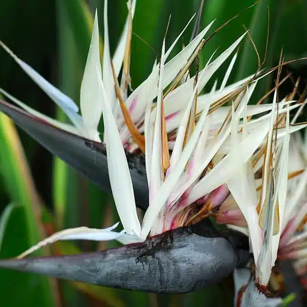 Bird of Paradise White (Strelitzia Nicolai) Exotic Tropical Plant - Image 3