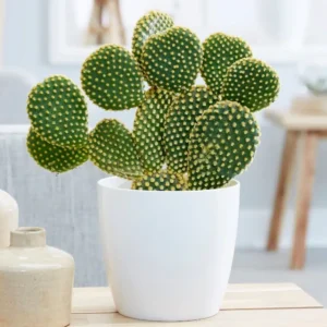 Opuntia Microdasys Var. Pallida – Beautiful Cactus with Pale Yellow Spines and Pads