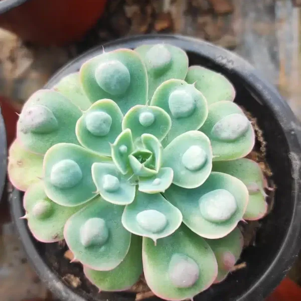 Echeveria Raindrops (wright) - Image 2