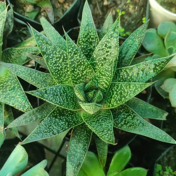 Buy Aloe Flow Live Plants - Natural Healing and Beauty - Image 2