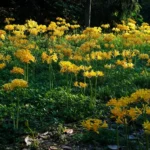 Lycoris Aurea (Yellow Spider Lily)