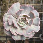 Echeveria 'Neon Breaker': A Colorful Succulent for Indoor Arrangements