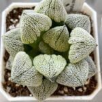 Haworthia Pygmiya Super White