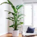 Bird of Paradise White plant