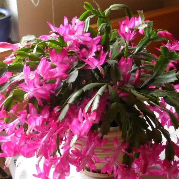 Buy Zygocactus (Light Purple) Plant Online in India - Low Maintenance & Elegant
