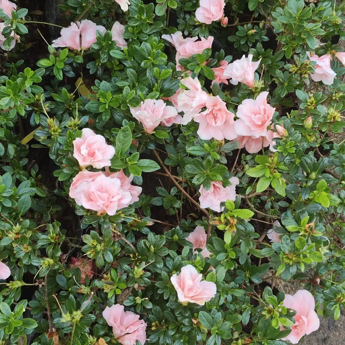 Azalea New Belgian Baby Pink - Image 8