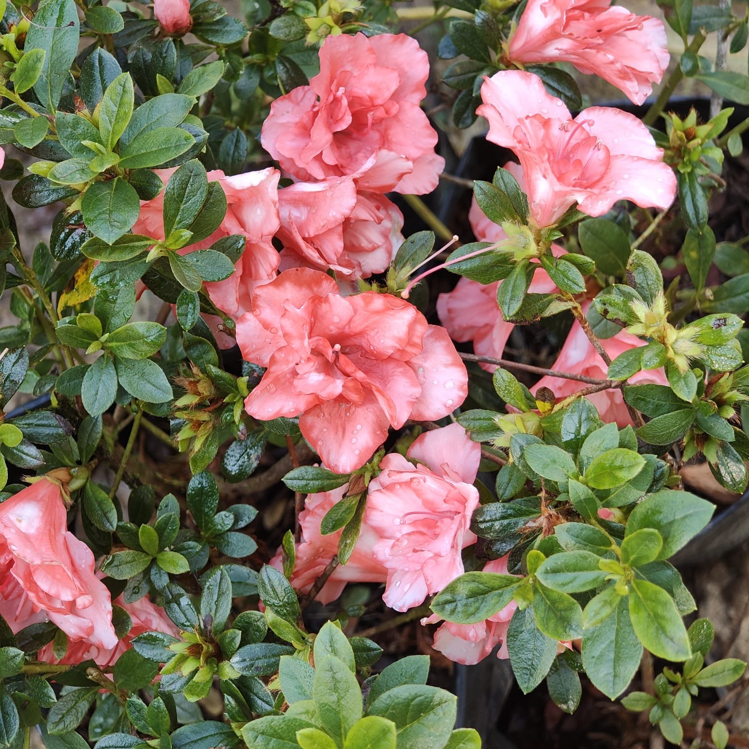 0d707d81-6ac2-4ae4-936d-22fad456357a Azalea New Belgian Light Orange - Image 3