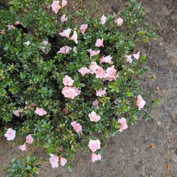 Azalea New Belgian Baby Pink - Image 7