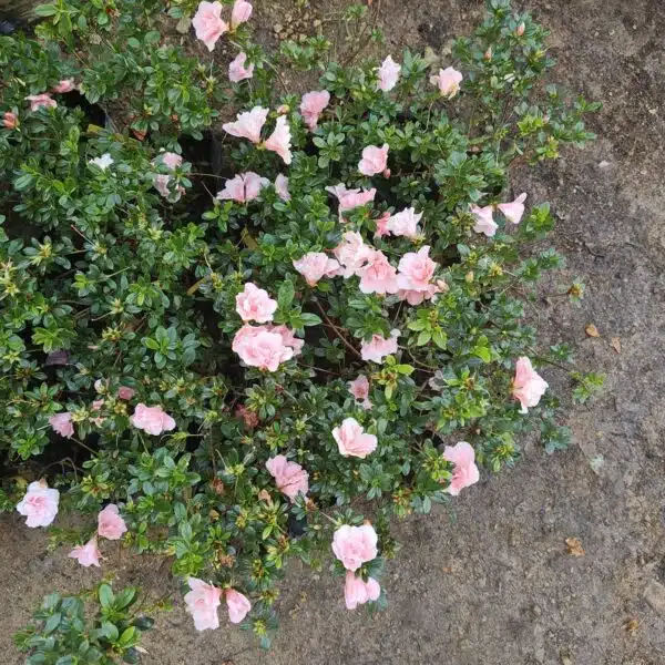 Azalea New Belgian Baby Pink - Image 7