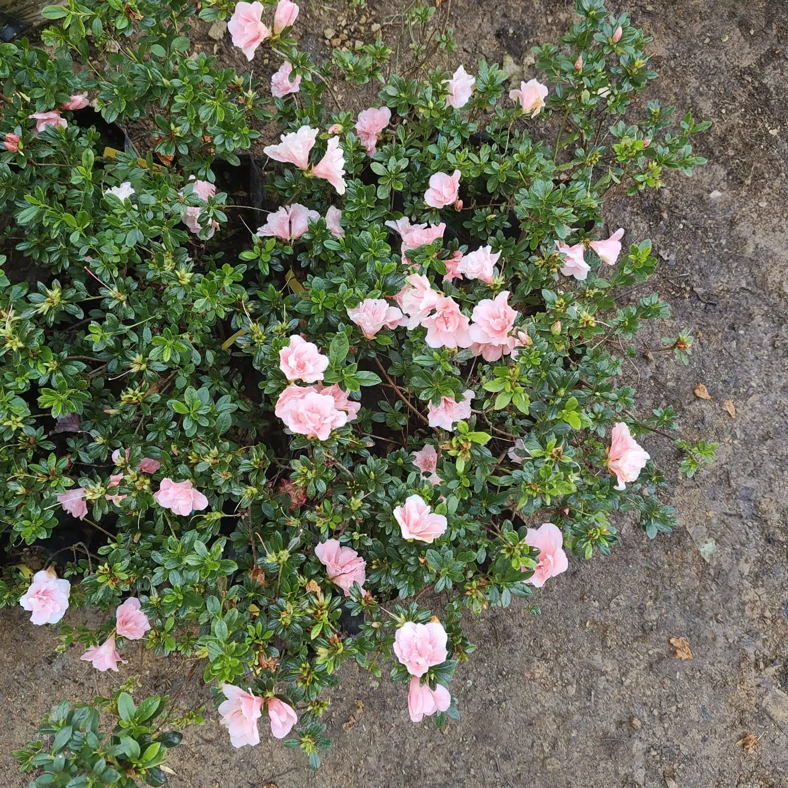 Azalea New Belgian Baby Pink - Image 7