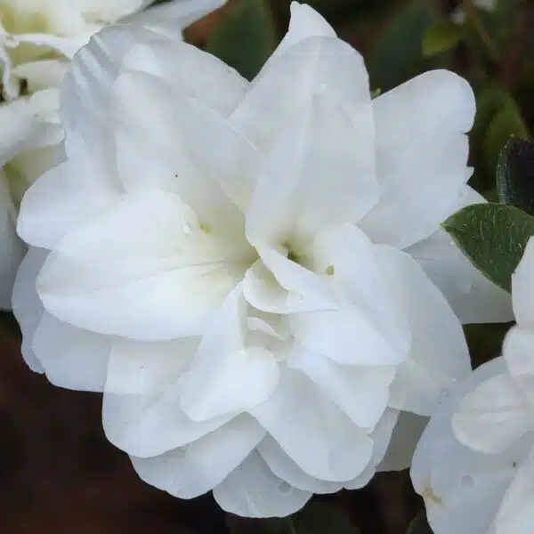 Azalea 'White Rosebud' - Image 6