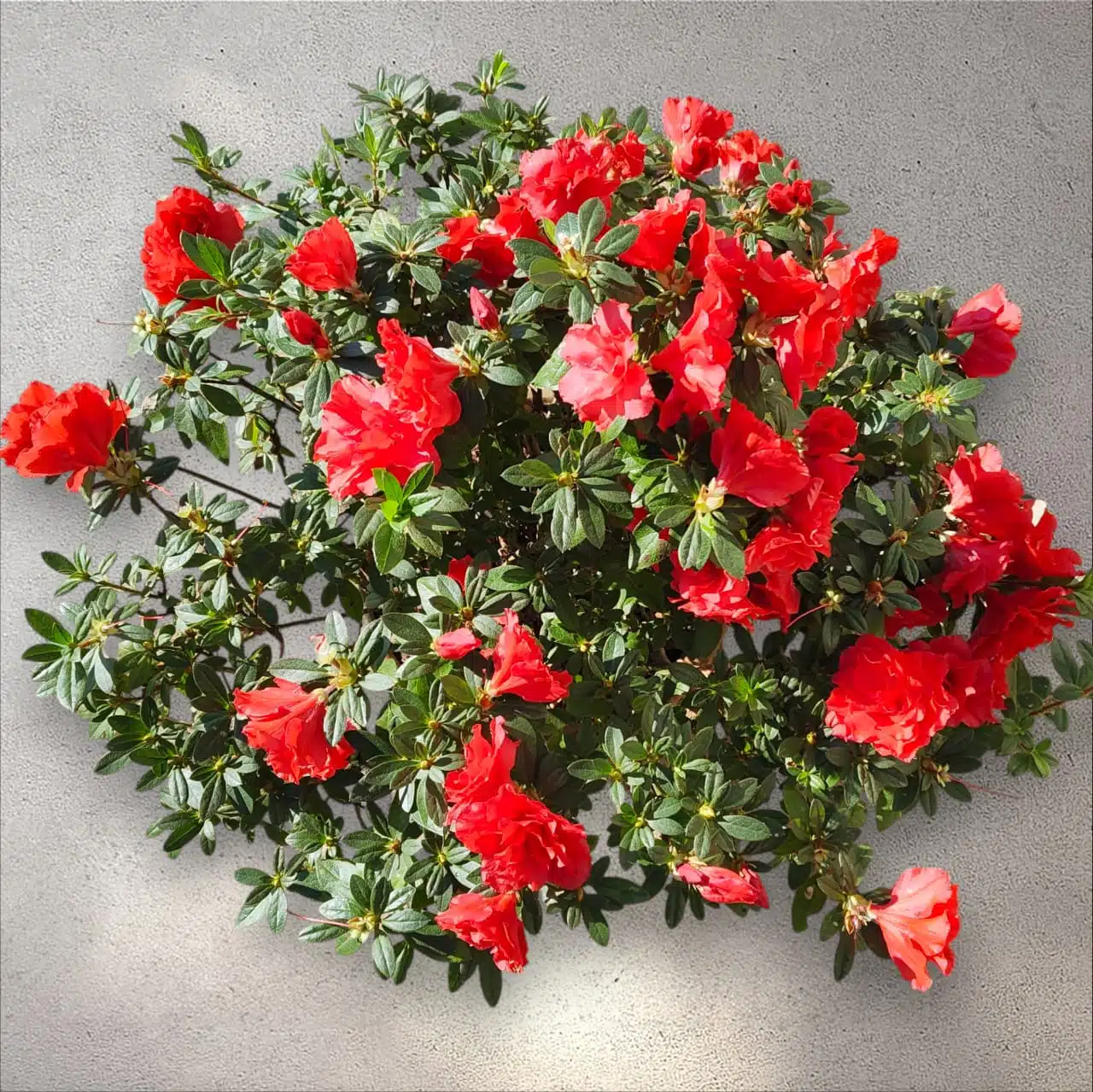 Azalea Super Red - Image 3