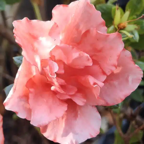 Azalea New Belgian Light Orange - Image 10