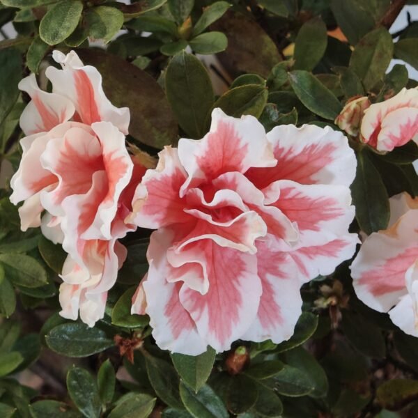 Azalea California Doll - Image 6