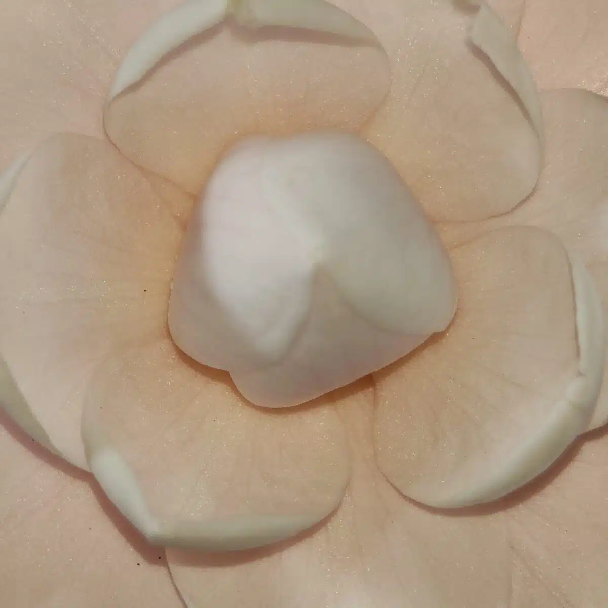 Camellia Japonica ‘Pink Perfection’ - Beautiful Pink Blooms for Your Garden - Image 4