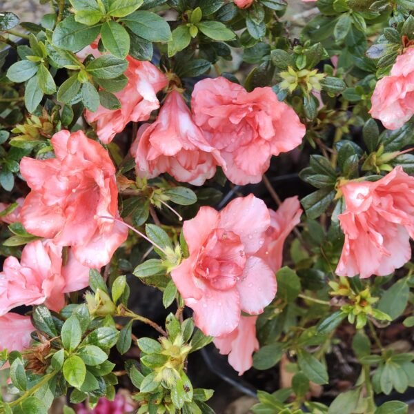 Azalea New Belgian Light Orange - Image 13