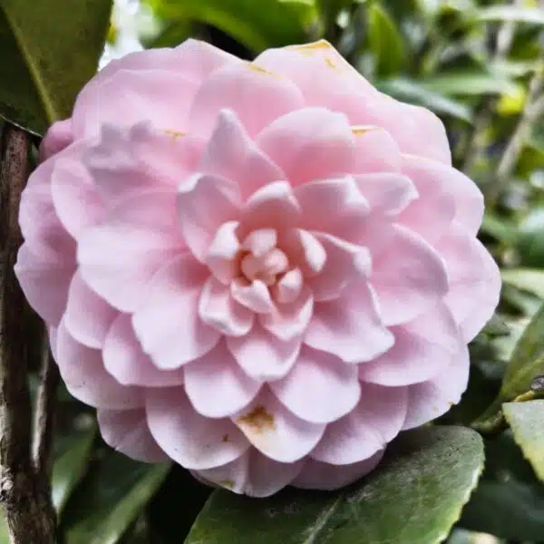 Camellia Japonica ‘Pink Perfection’ - Beautiful Pink Blooms for Your Garden - Image 6