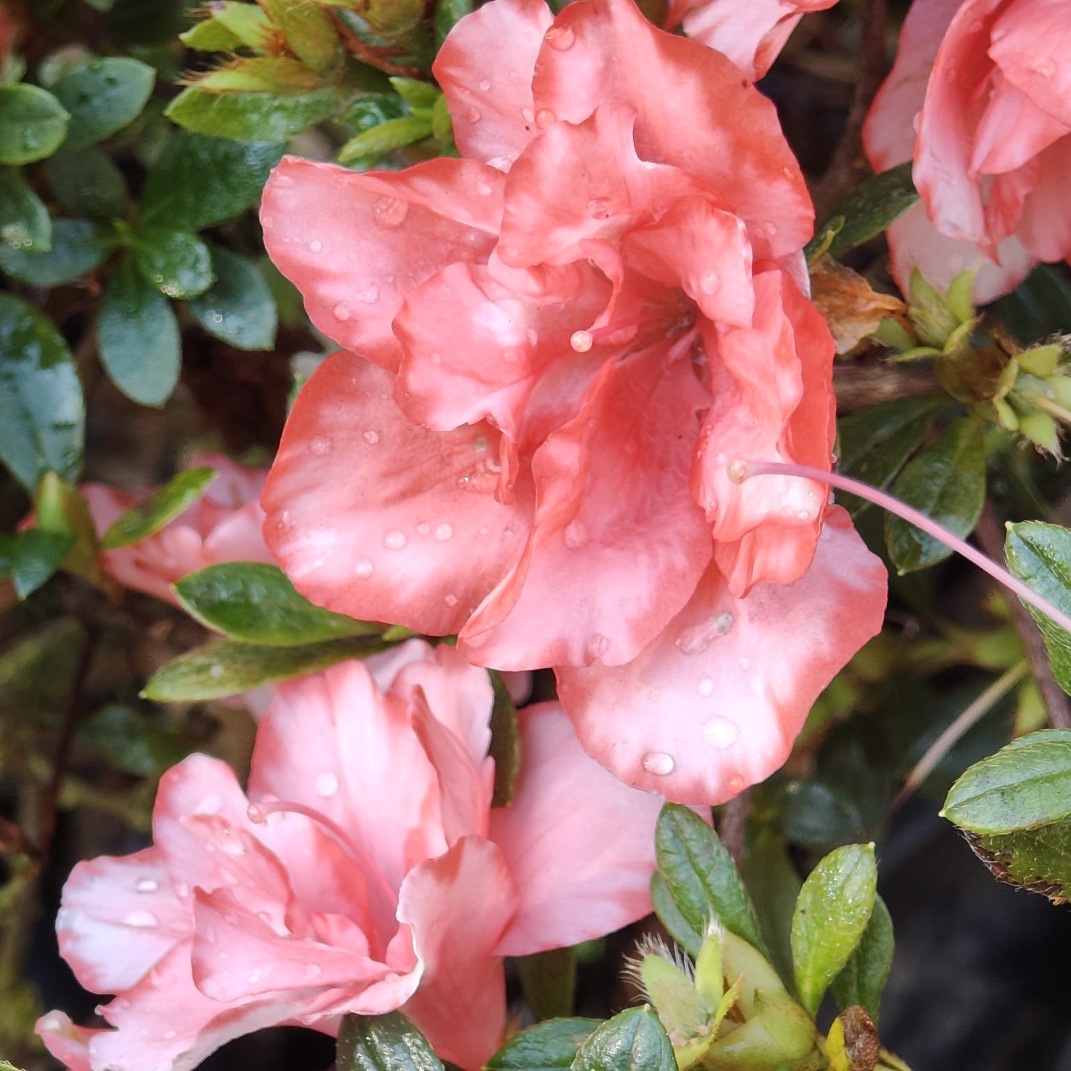 1e60ba0f-9046-4659-9c85-4597d75e0389 Azalea New Belgian Light Orange - Image 14