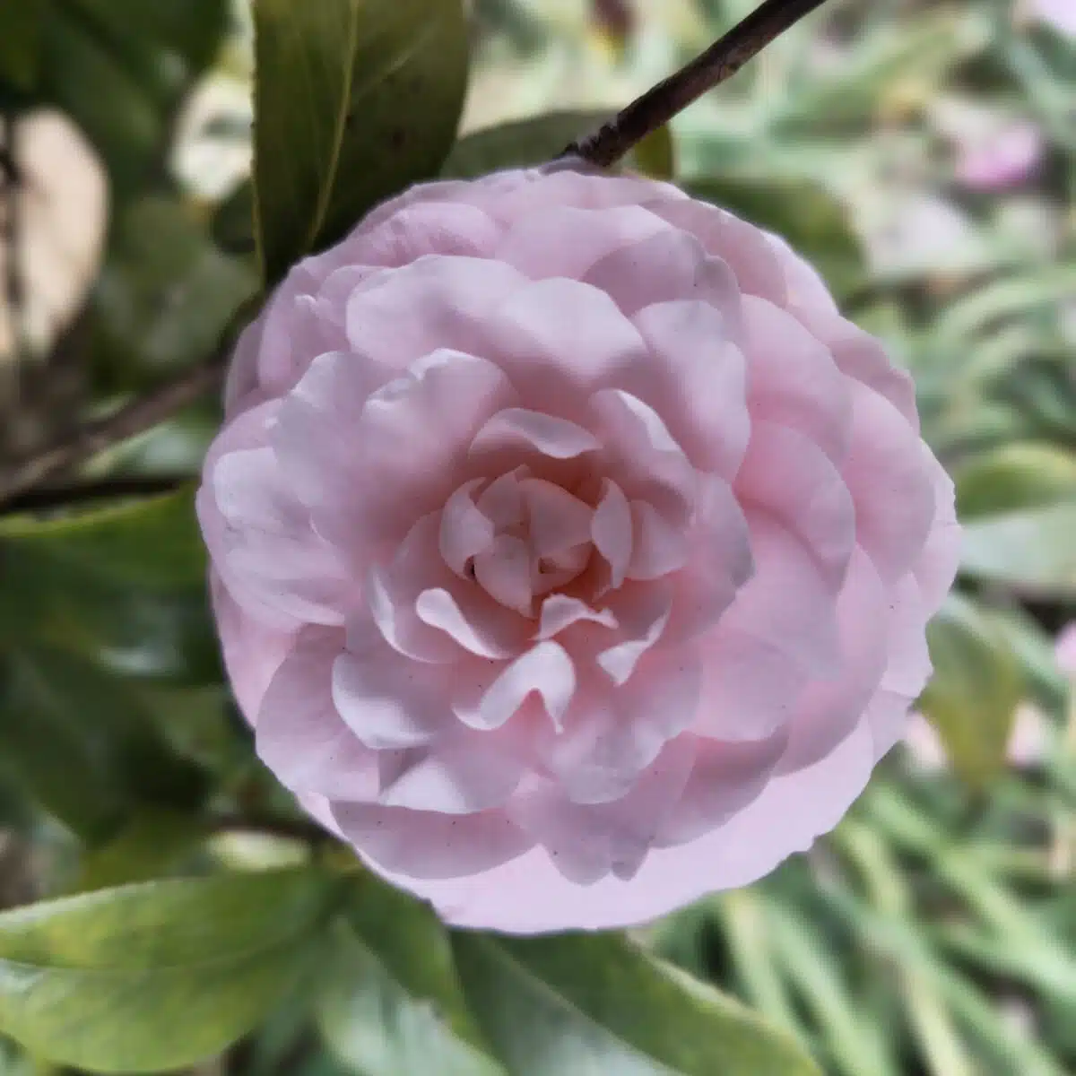 Camellia Japonica ‘Pink Perfection’ - Beautiful Pink Blooms for Your Garden - Image 3