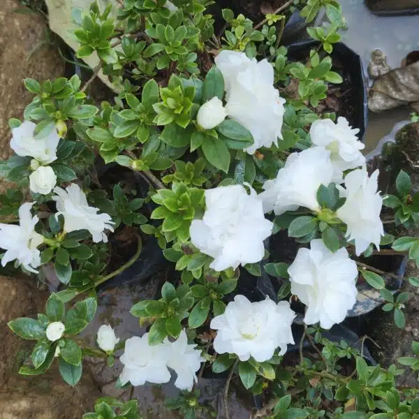 Azalea 'White Rosebud' - Image 10