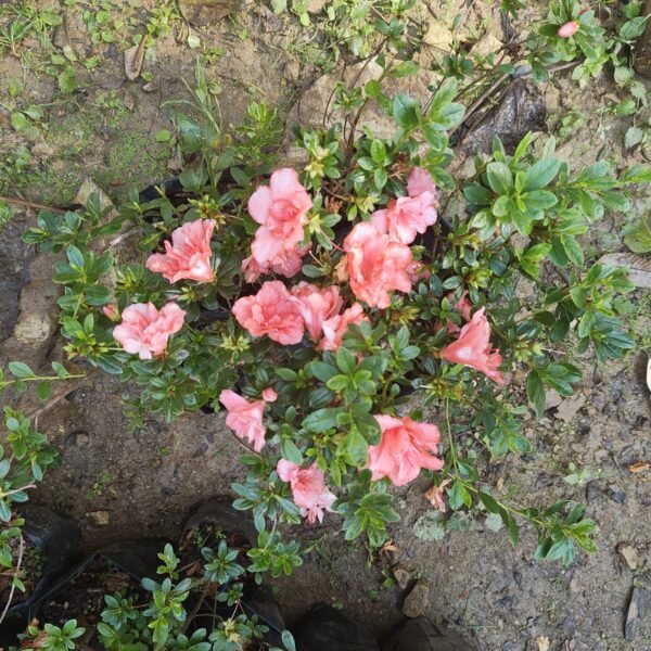 Azalea New Belgian Light Orange - Image 5