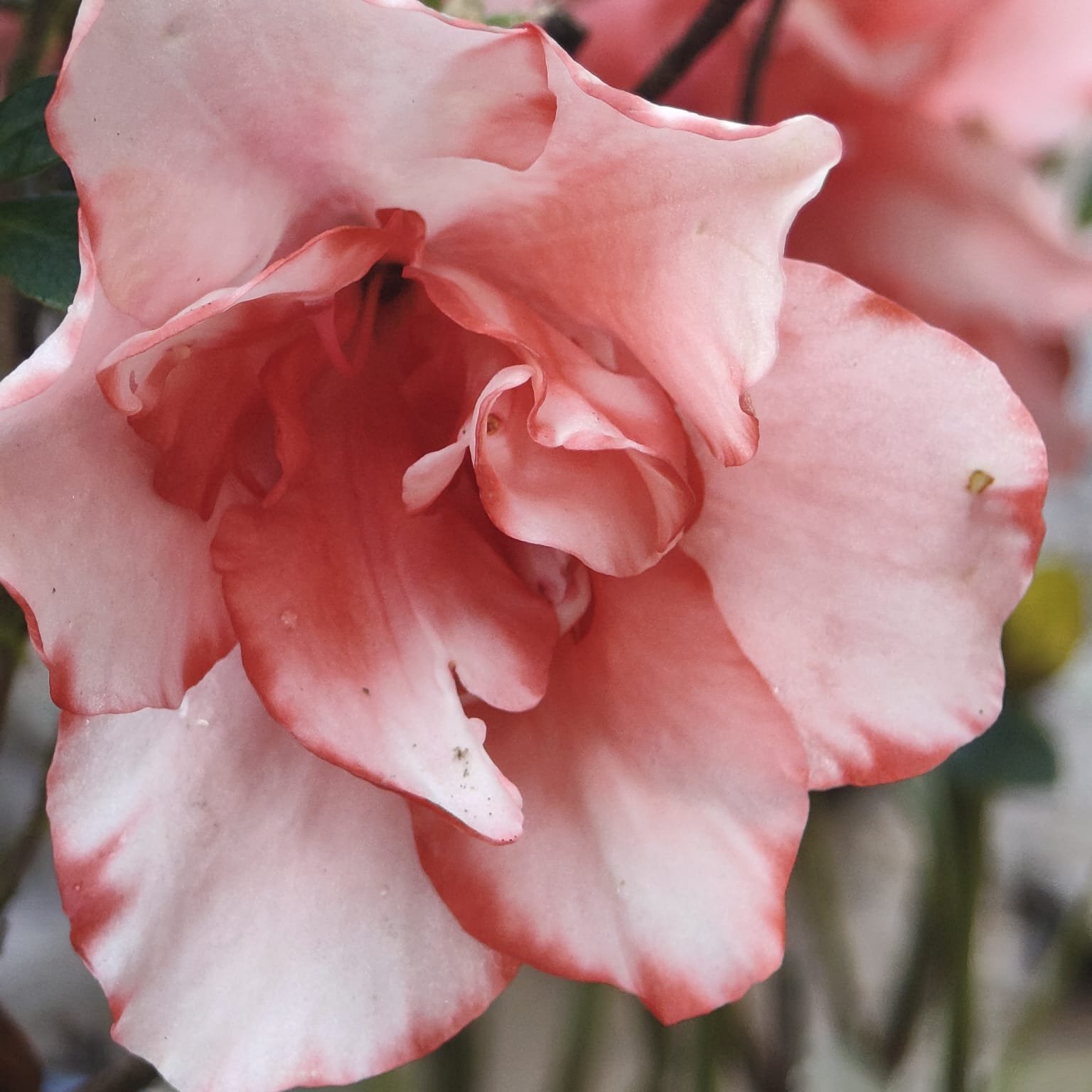 283b040a-59ce-419e-8225-49874b162bbe Azalea New Belgian Light Orange - Image 9