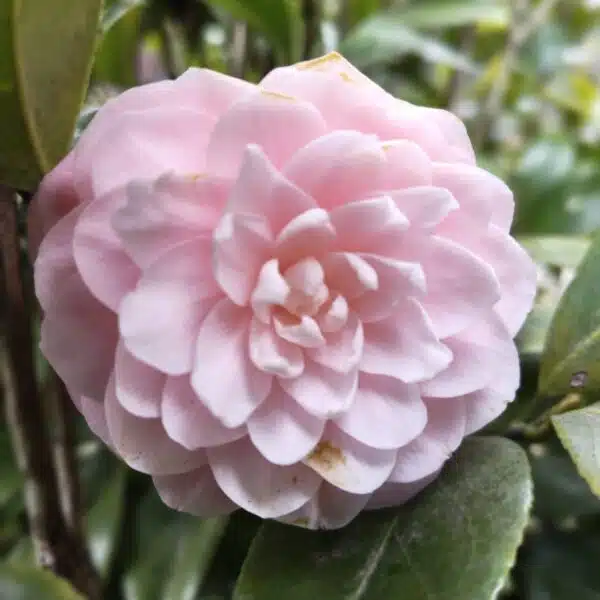 Camellia Japonica ‘Pink Perfection’ - Beautiful Pink Blooms for Your Garden - Image 5