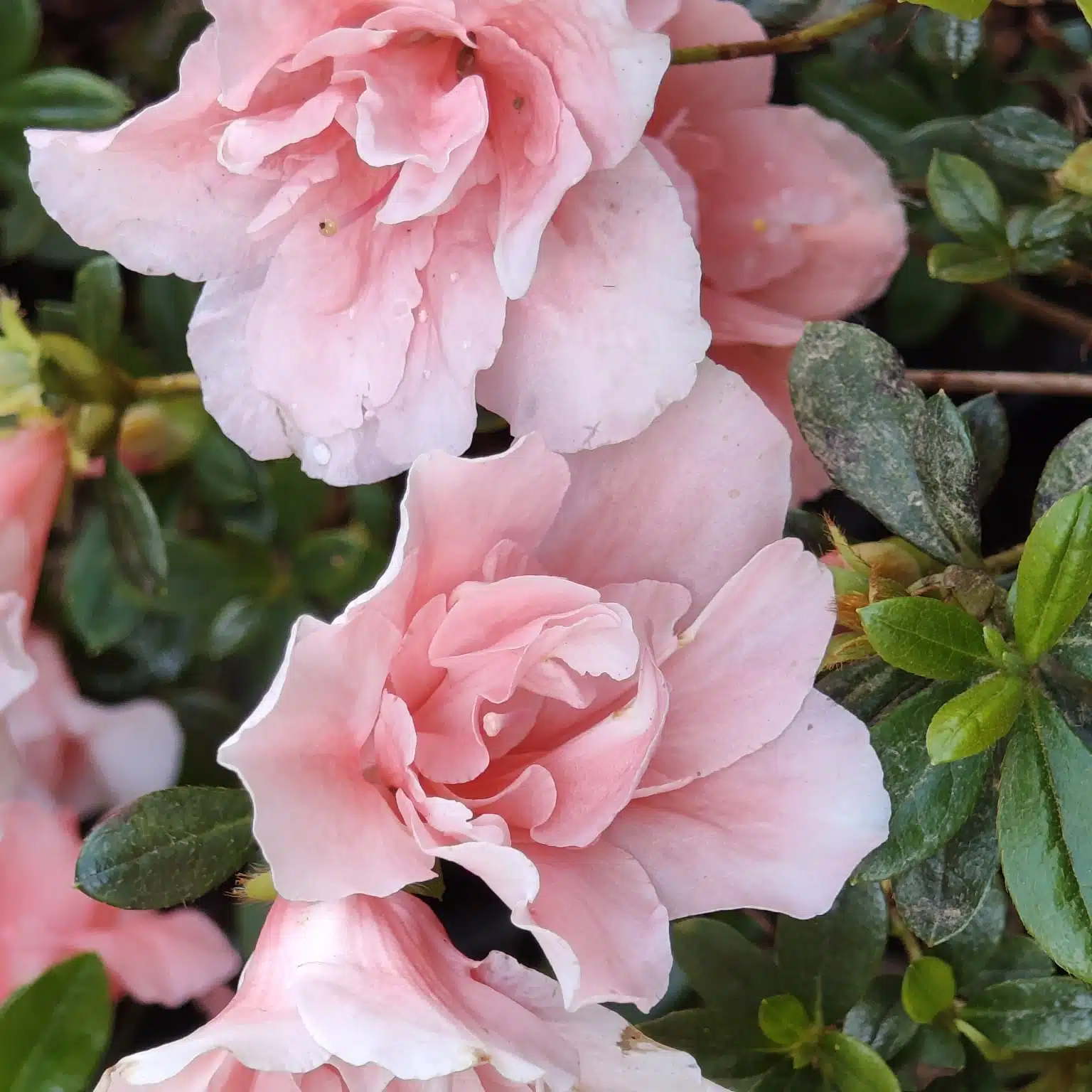 Azalea New Belgian Baby Pink - Image 17