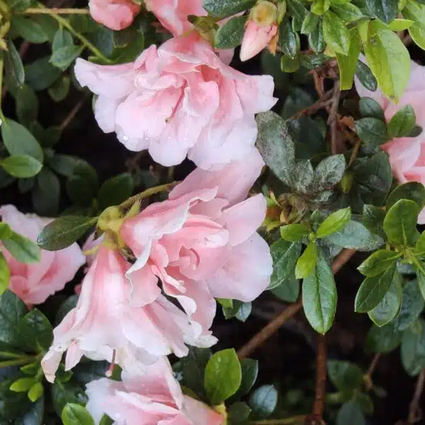 Azalea New Belgian Baby Pink - Image 10