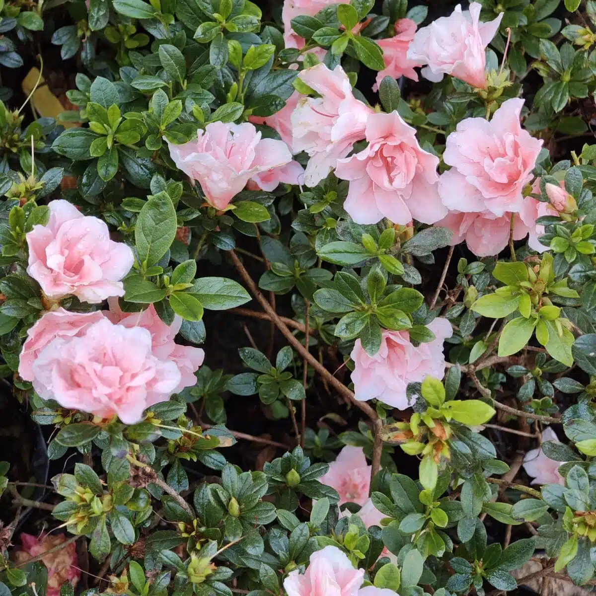 Azalea New Belgian Baby Pink - Image 11