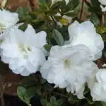 Azalea 'White Rosebud'