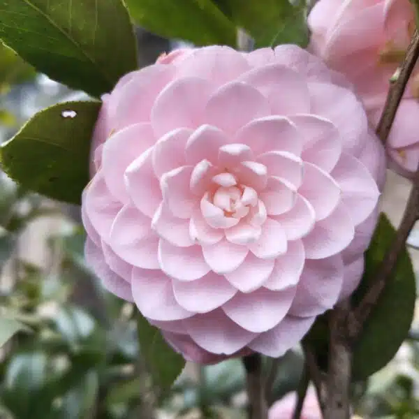 Camellia Japonica ‘Pink Perfection’ - Beautiful Pink Blooms for Your Garden - Image 4