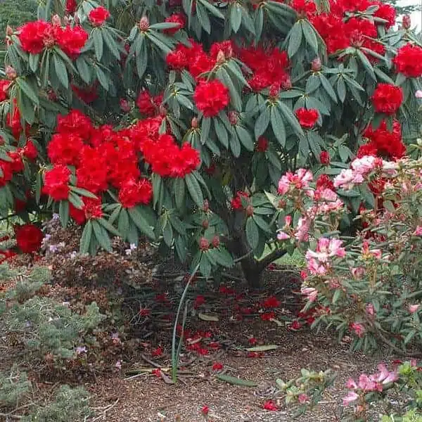 Buy Rhododendron Arboreum - Stunning Flowering Shrub - Image 2