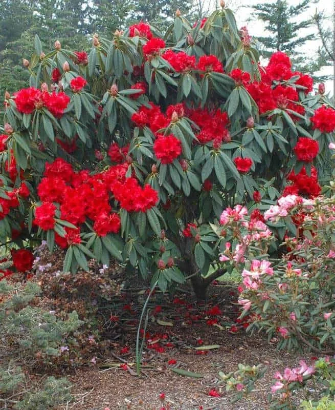 Buy Rhododendron Arboreum - Stunning Flowering Shrub - Image 2