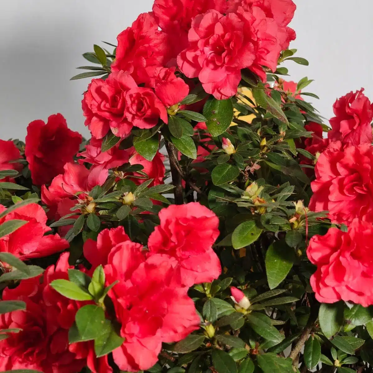 Azalea Super Red - Image 5