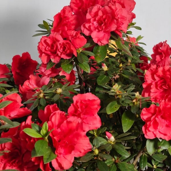 Azalea Super Red - Image 5