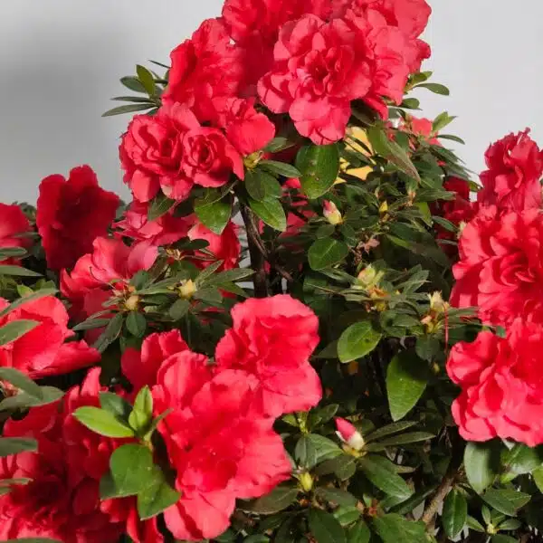 Azalea Super Red - Image 5