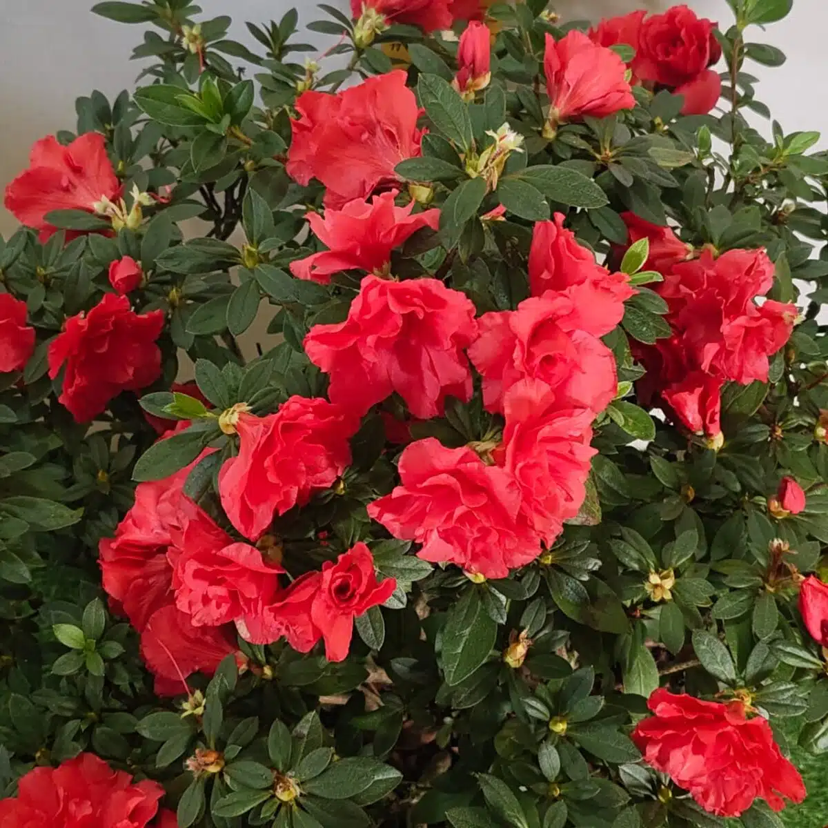 Azalea Super Red - Image 4