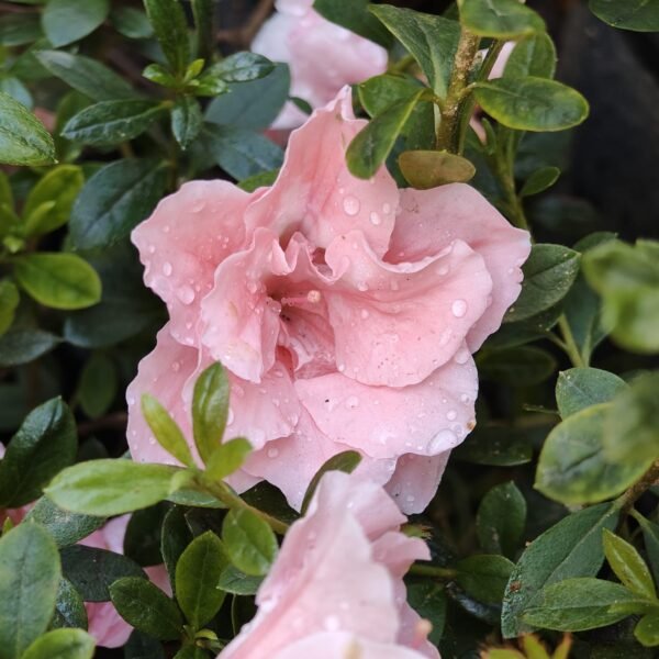 Azalea New Belgian Baby Pink - Image 16