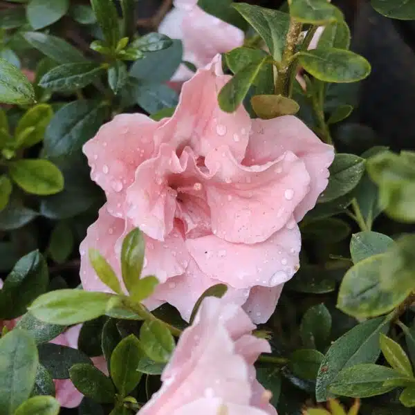 Azalea New Belgian Baby Pink - Image 16