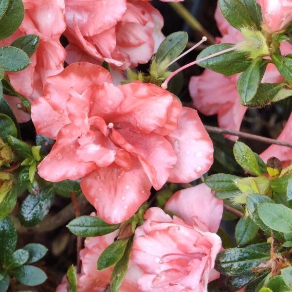 Azalea New Belgian Light Orange - Image 4