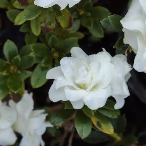 Azalea 'White Rosebud' - Image 8
