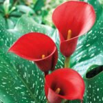 Zantedeschia 'Red Aleart' Calla Lily (Red)