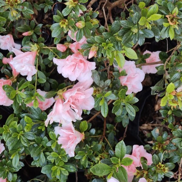 Azalea New Belgian Baby Pink - Image 5