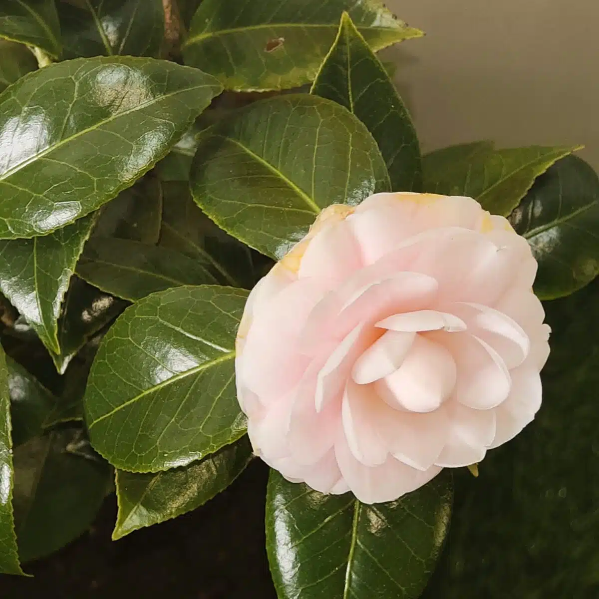 Camellia Japonica ‘Pink Perfection’ - Beautiful Pink Blooms for Your Garden - Image 2