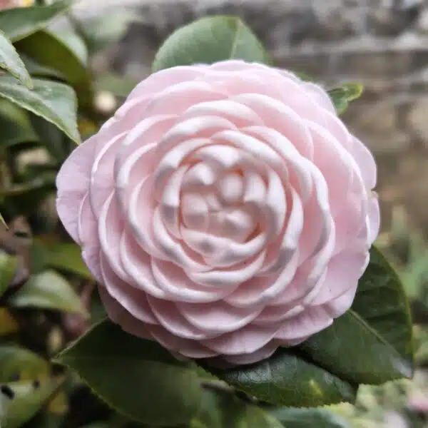 Camellia Japonica ‘Pink Perfection’ - Beautiful Pink Blooms for Your Garden - Image 2
