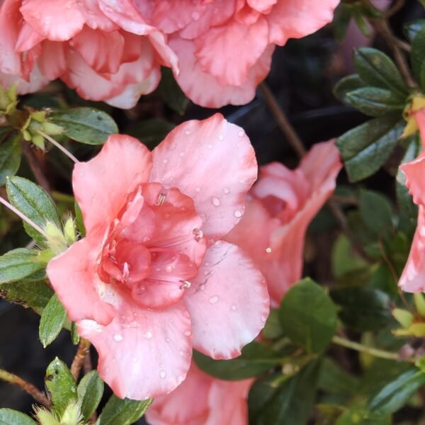 Azalea New Belgian Light Orange - Image 12