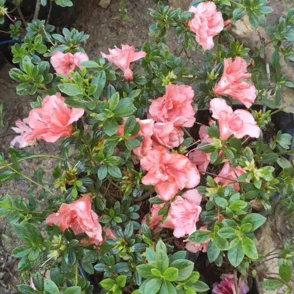 Azalea New Belgian Light Orange - Image 6