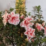 Azalea California Doll