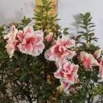 Azalea California Doll